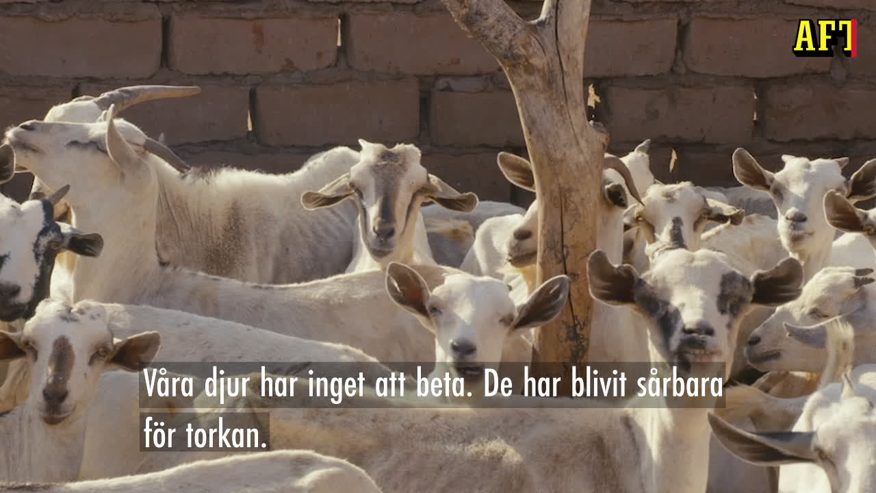 Hawo: &ldquo;Döden är oräknelig&rdquo;