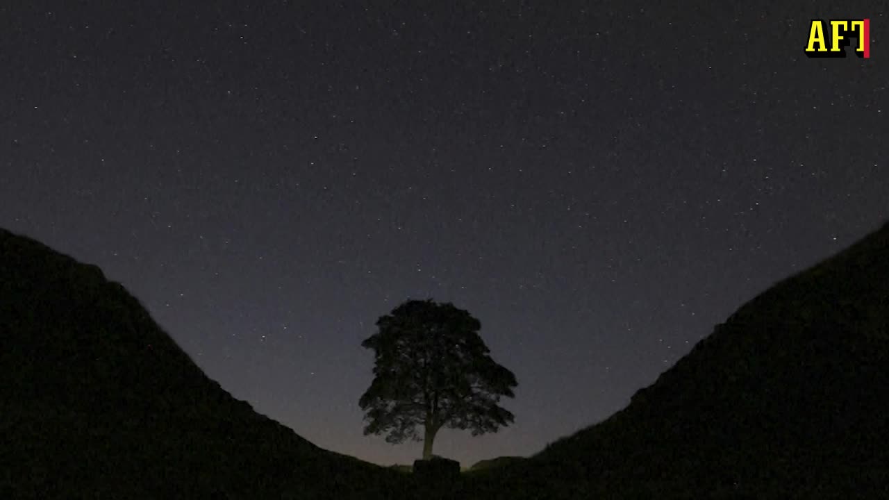 Bilderna avslöjar: Robin Hood-trädet utom räddning