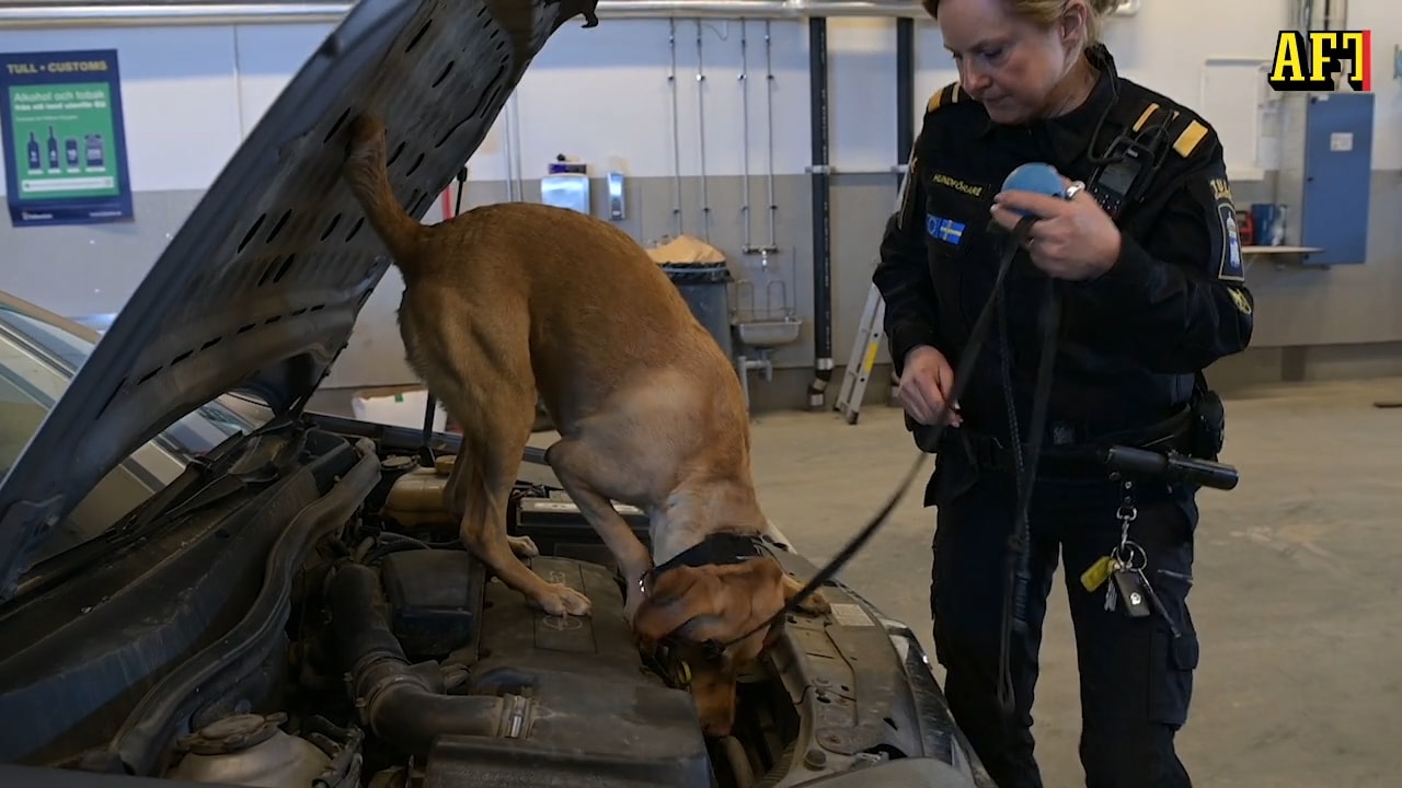 Kan känna doften av vapen i gömda utrymmen