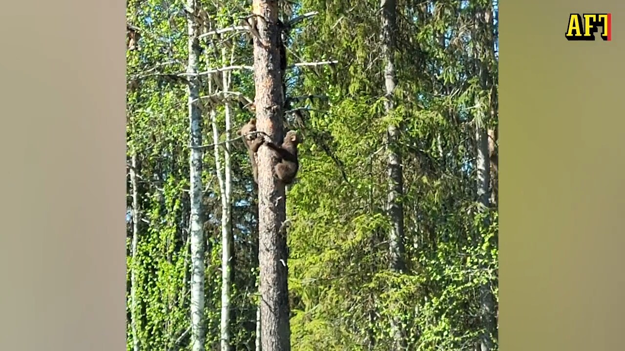 Magnus stötte på tre björnungar i skogen i Vilhelmina