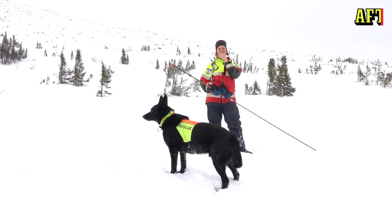 I fjällen är hundar ibland de enda som kan rädda liv
