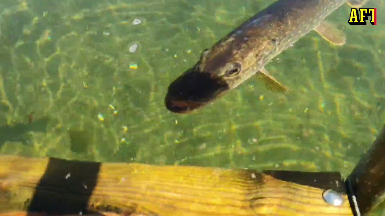 Gäddans oväntade beteende fångas på film