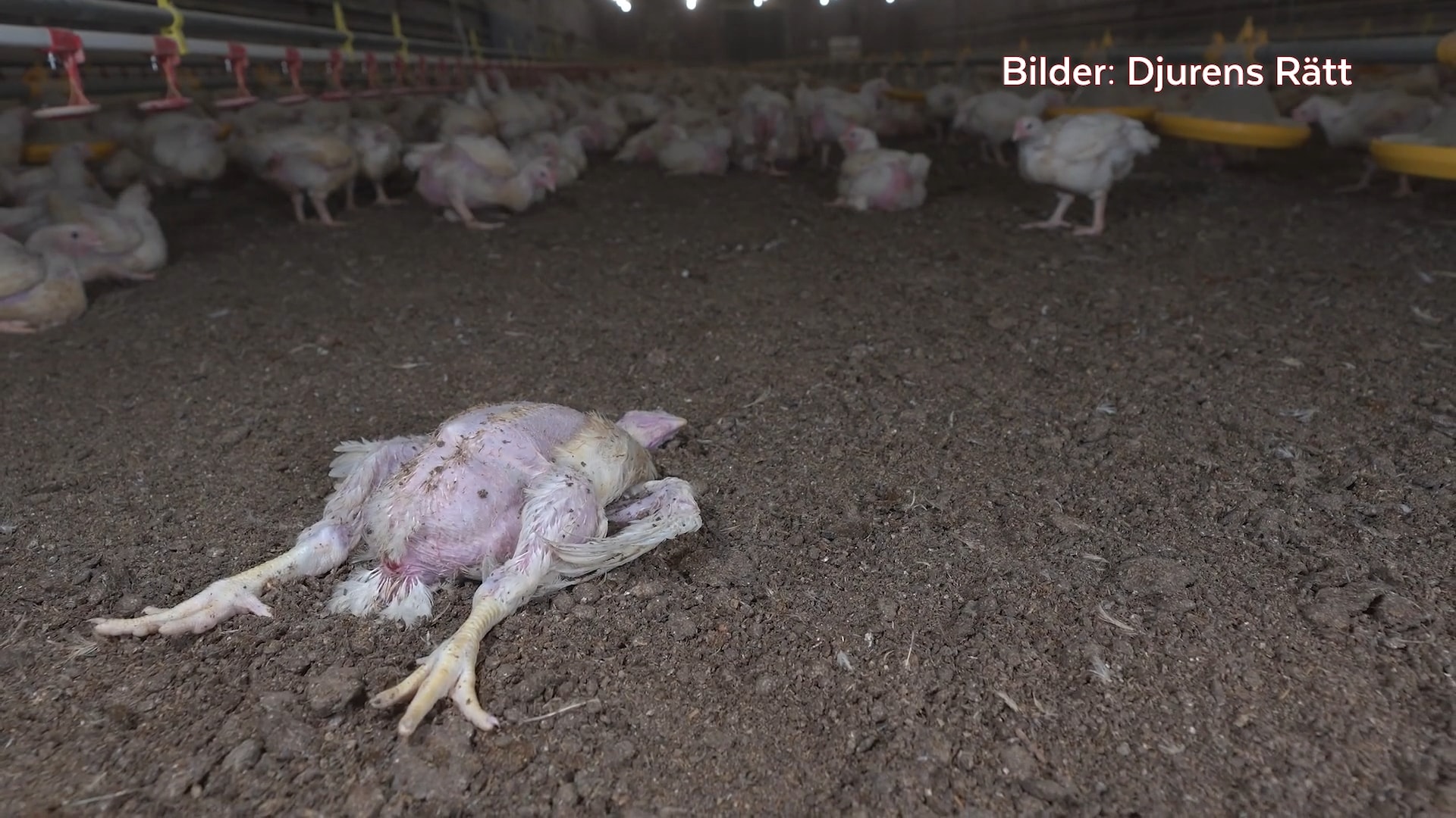 retro porno rasmlar Samarada yalangoch qozoq ayolni qidirmoqda