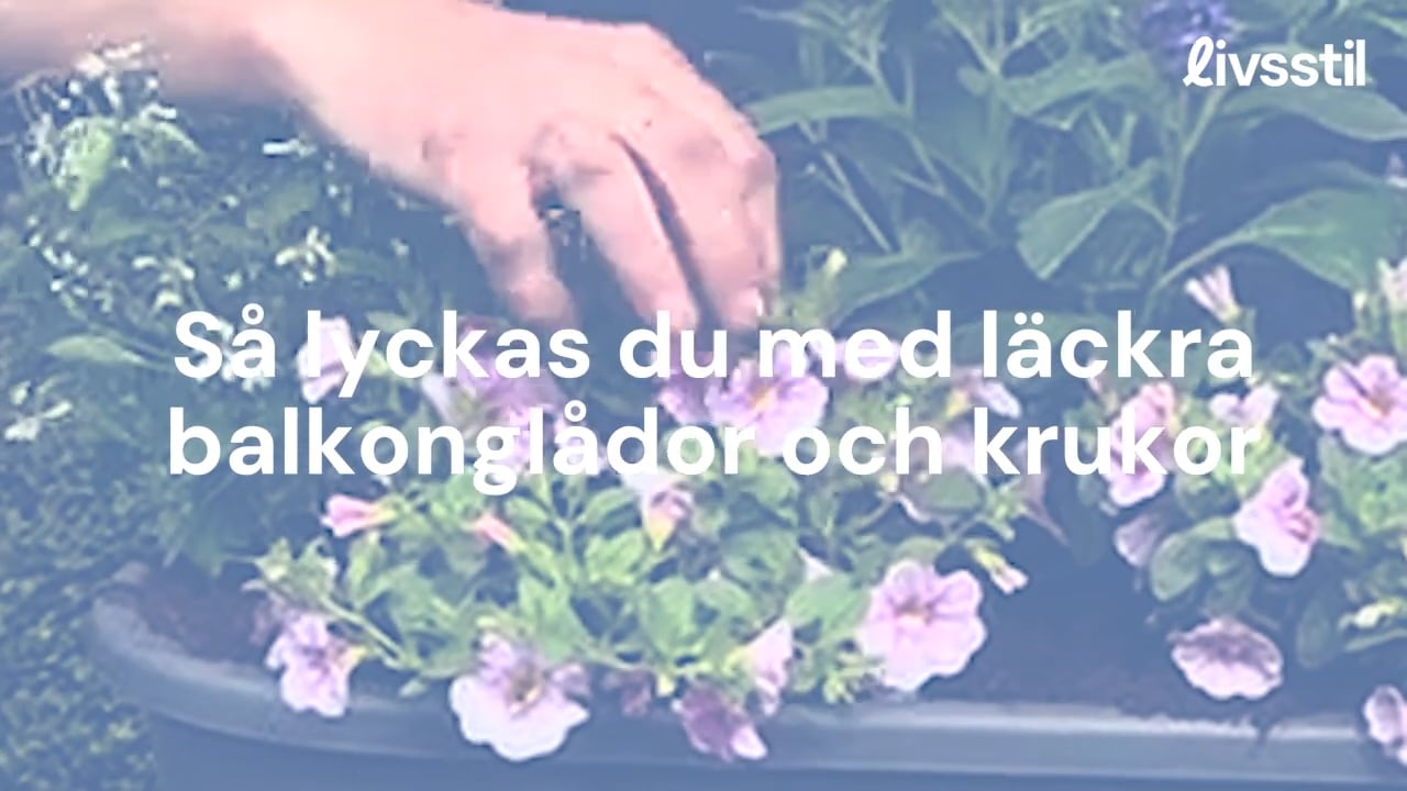 Så lyckas du med balkongblommorna
