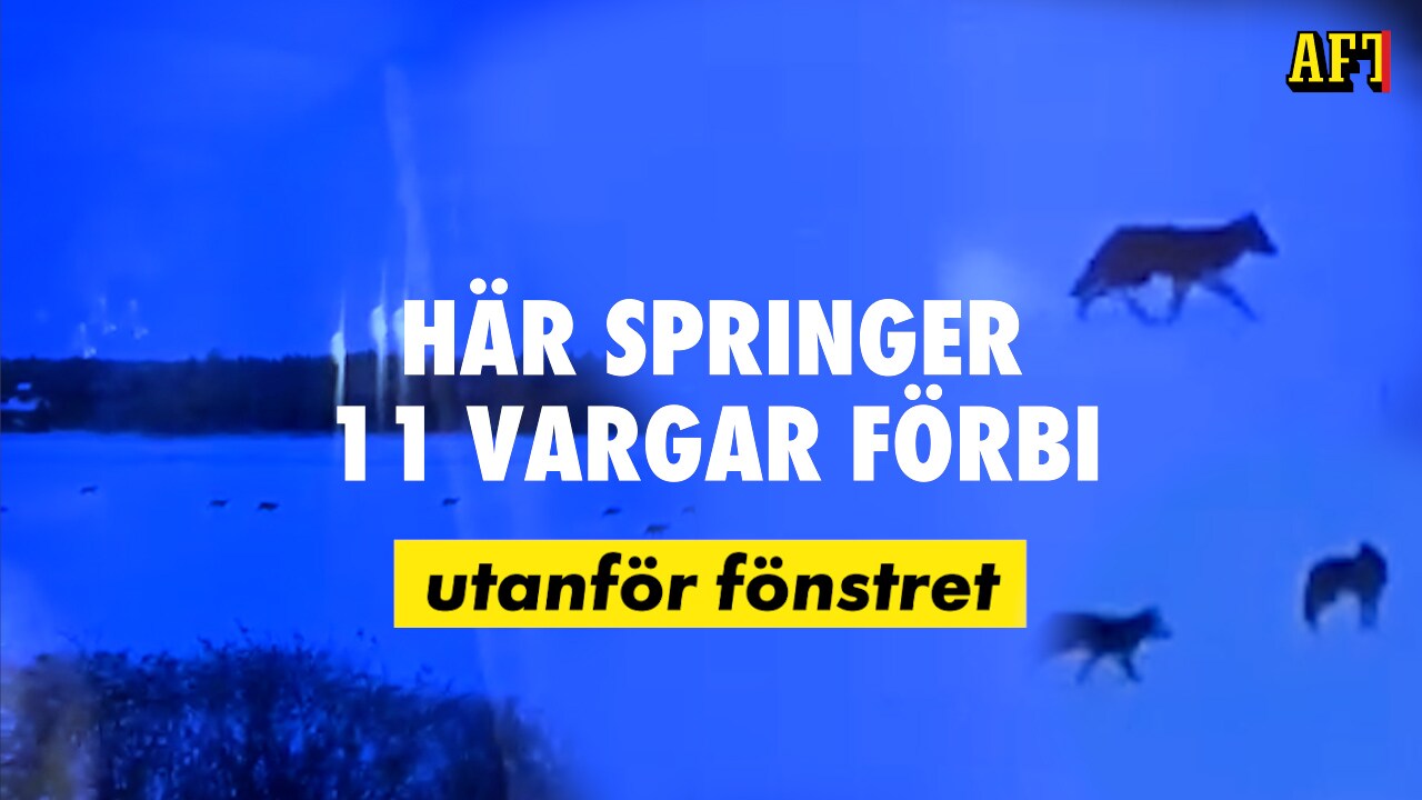 Vargflock dök upp utanför fönstret "Vågar inte hugga julgran