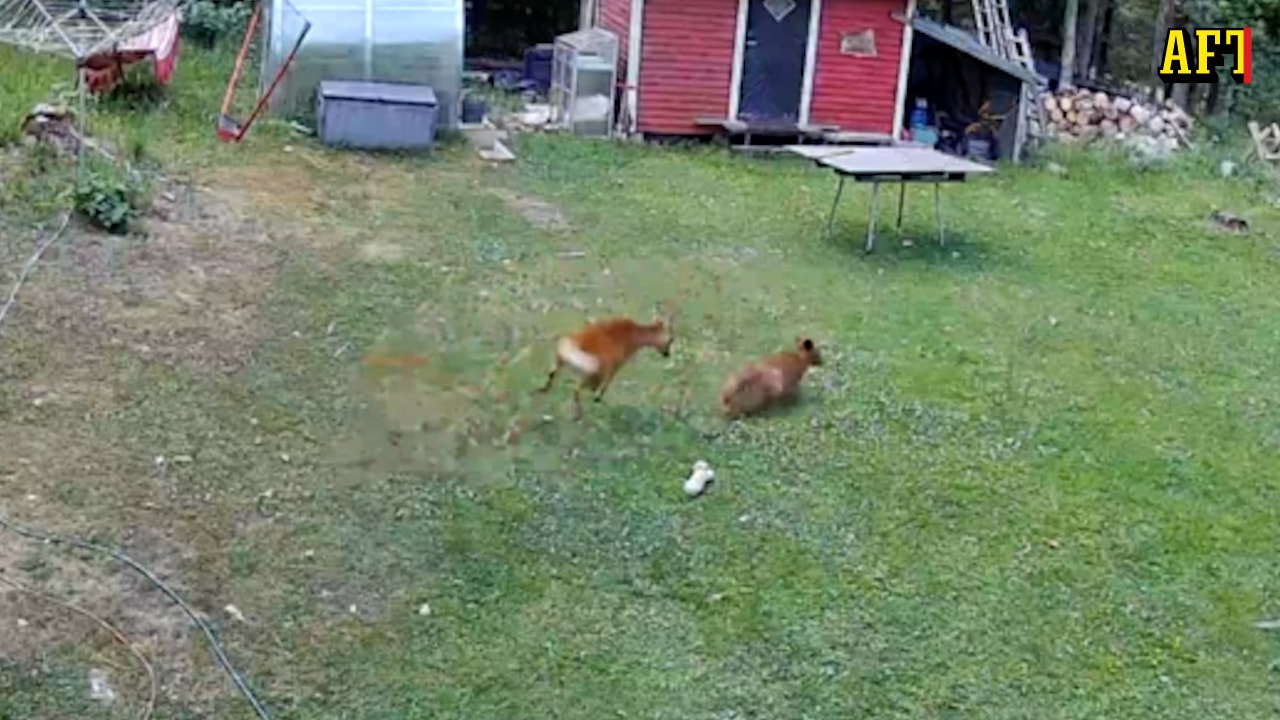 Här attackeras hunden Tobi av rådjuret – Djurexperten: "Sällsynt"