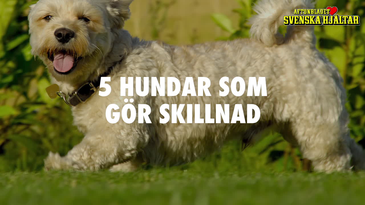 5 hundar som gör skillnad