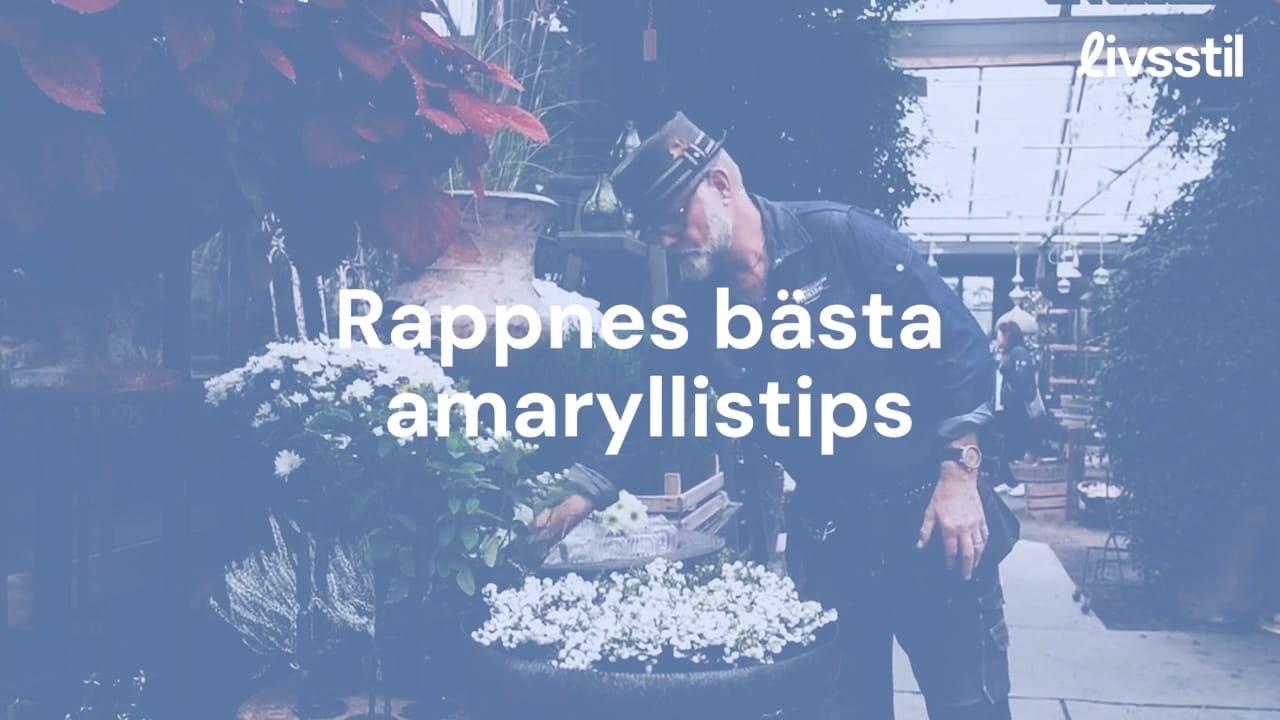 Bosse Rappnes bästa amaryllistips