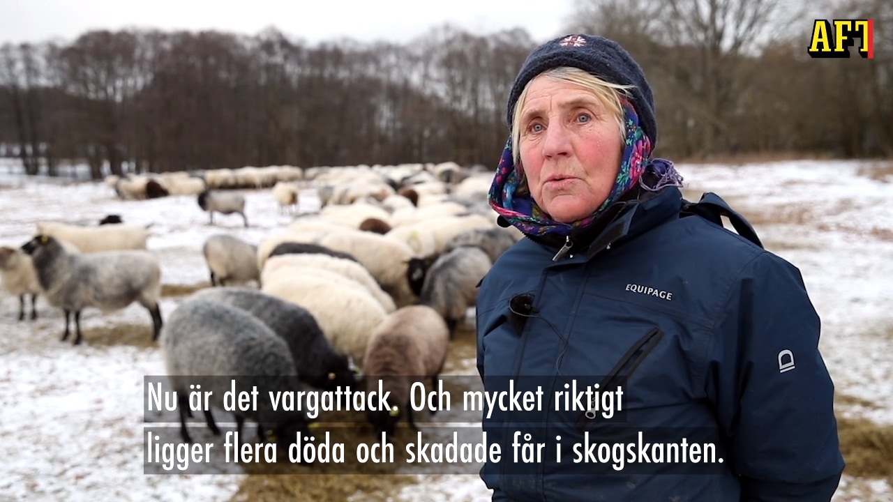 ”Det är ett ständigt hot” – hör fårägaren Elisabeth om oron för vargarna