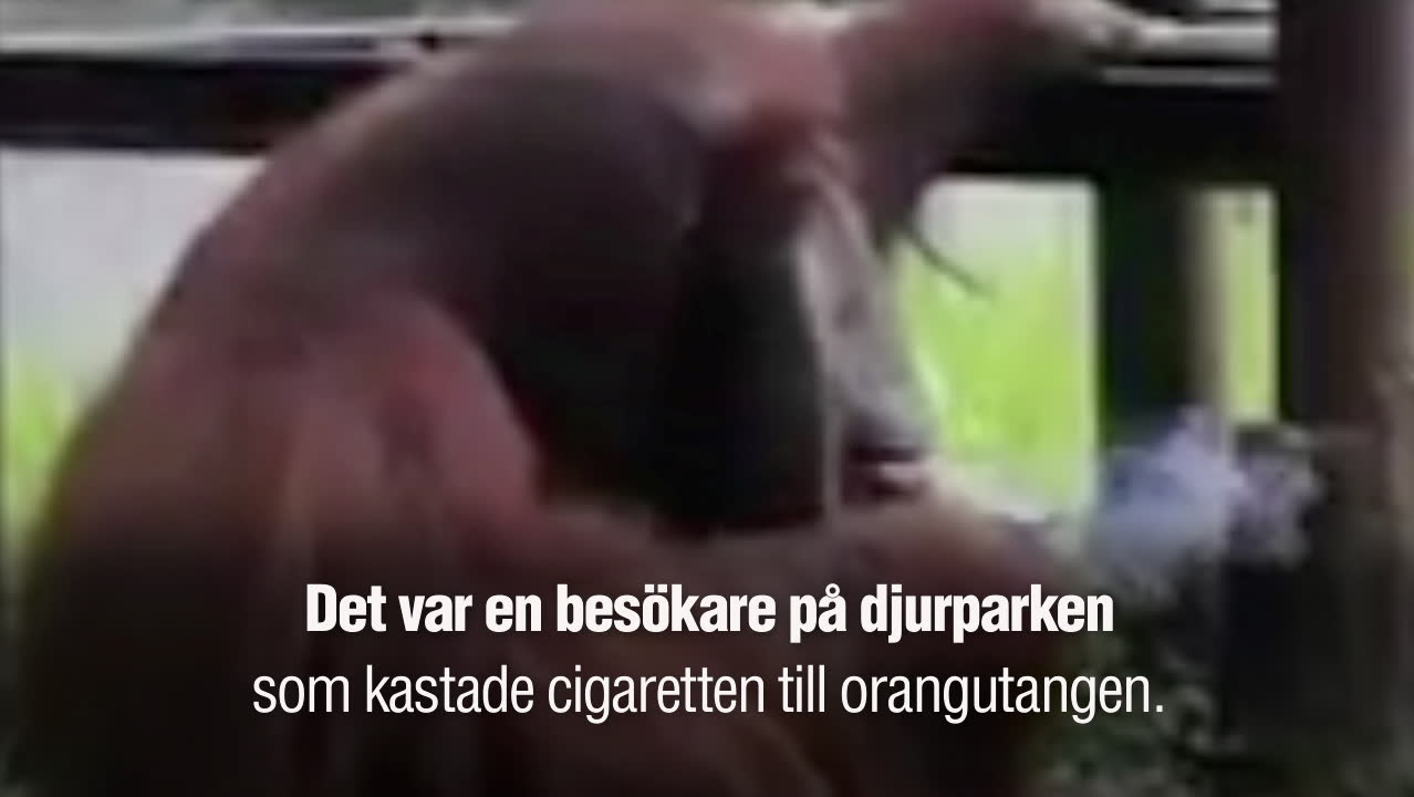 Djurparken i blåsväder igen – efter klipp på rökande orangutangen