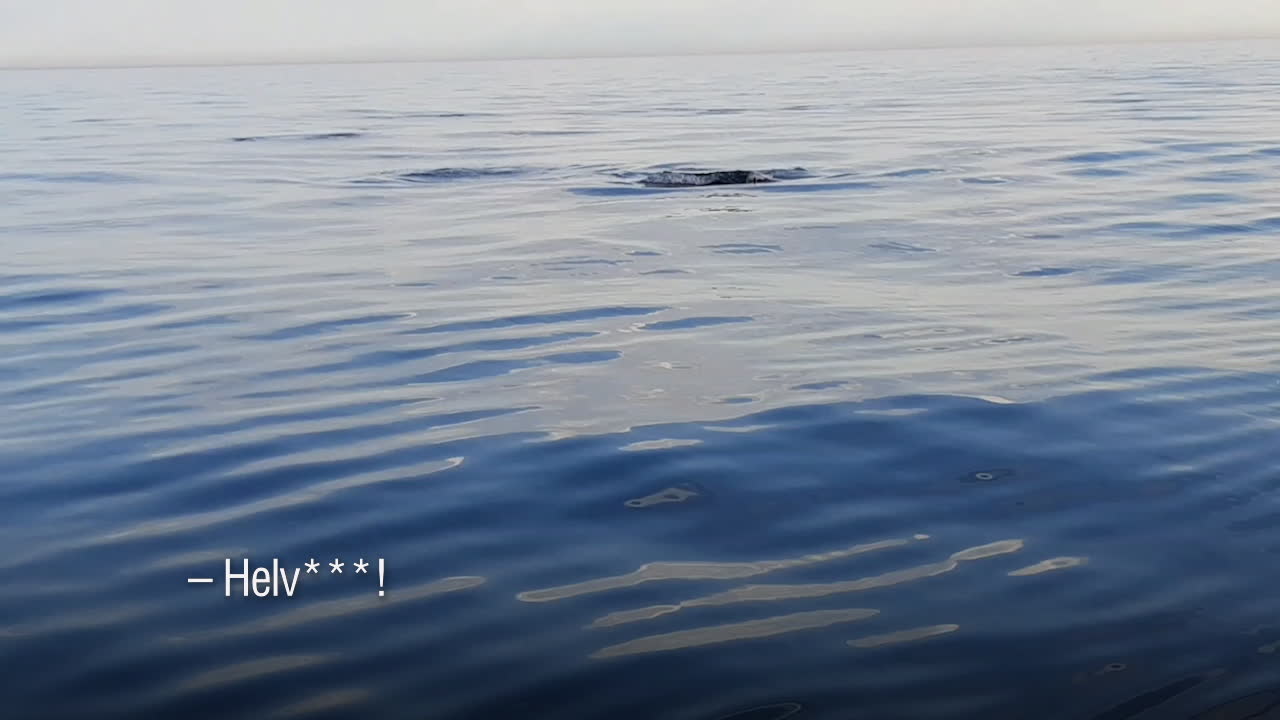 Plötsligt kommer späckhuggaren rakt mot dem i Bohuslän