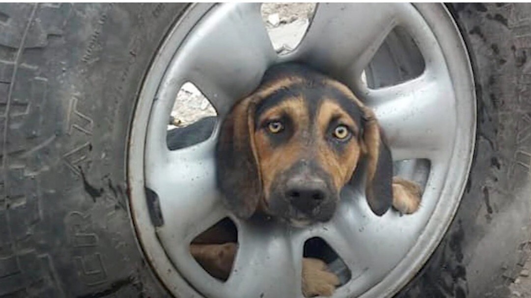 Hundvalpen fastnade i ett bildäck - då fick räddningstjänsten rycka in