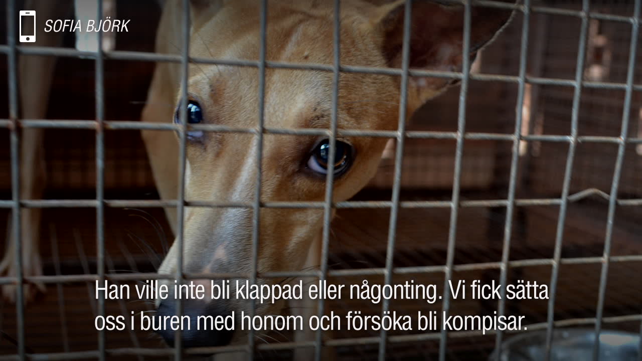 Hunden Spiderman satt inlåst i en bur – i två år