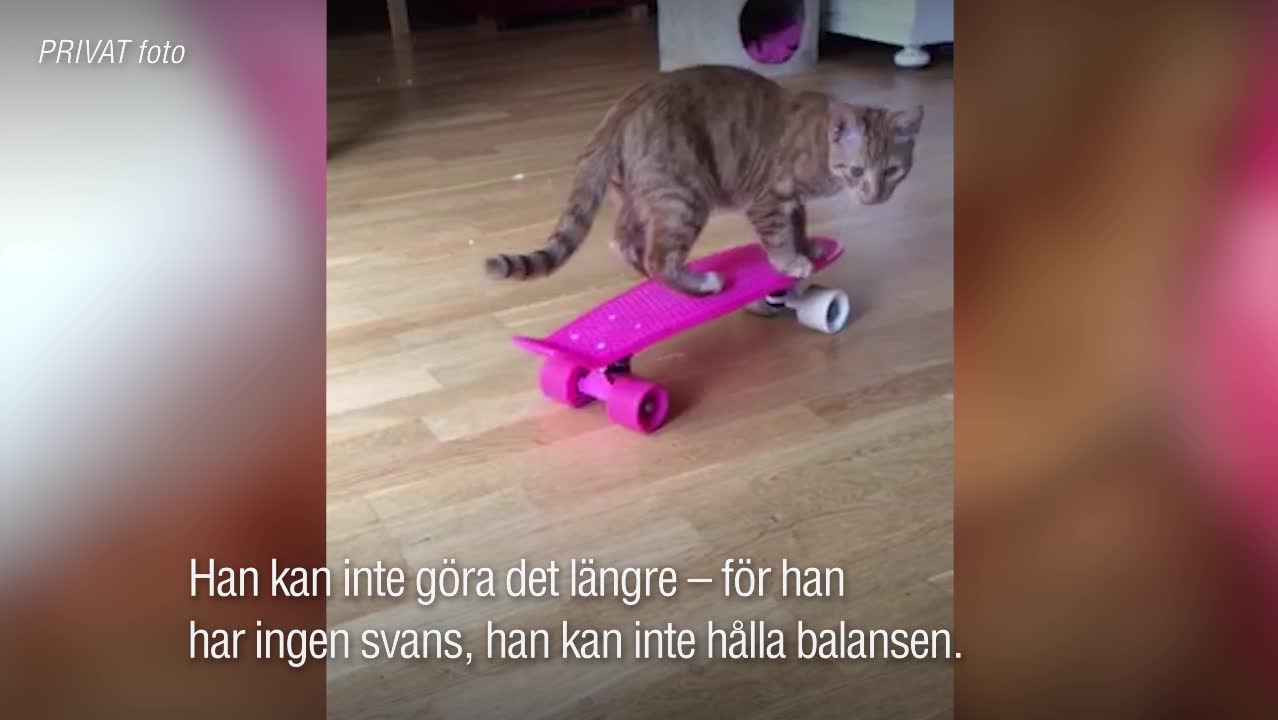 Katten Aslan tvingades amputera svansen – efter djurplågeriet