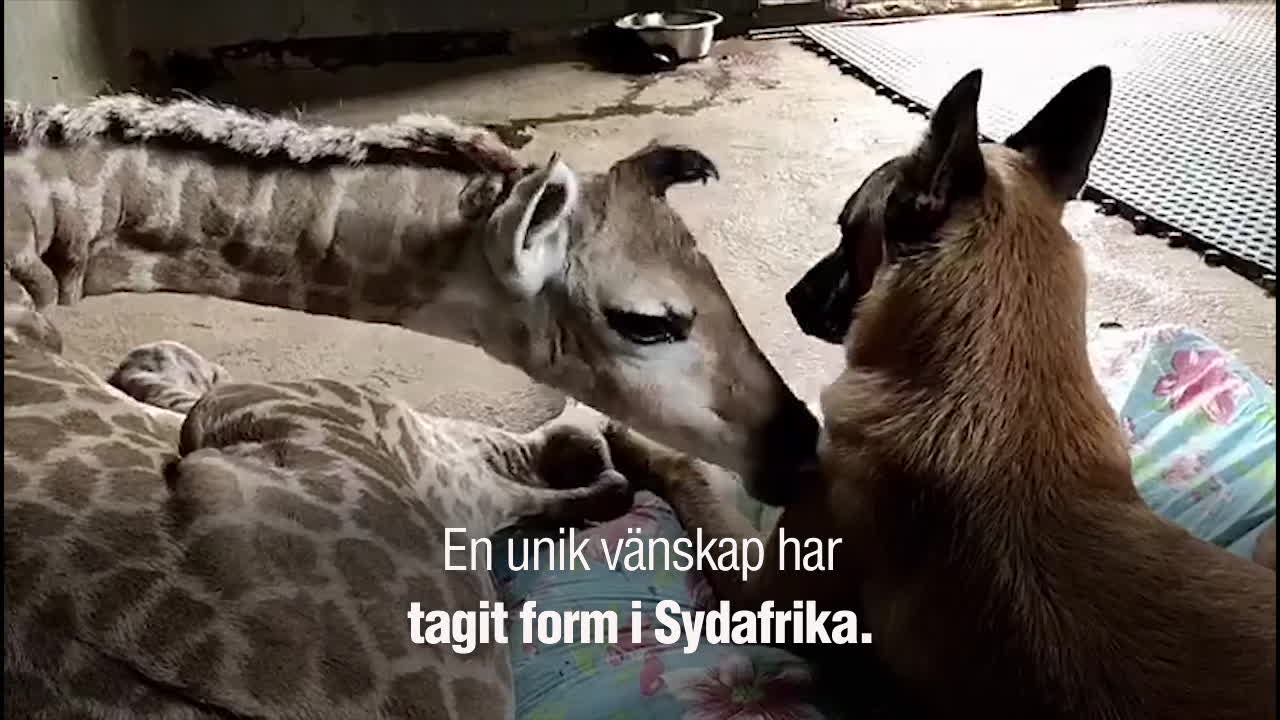 Här gosar giraffen Jazz med hunden Hunter: ”Mår redan bättre”