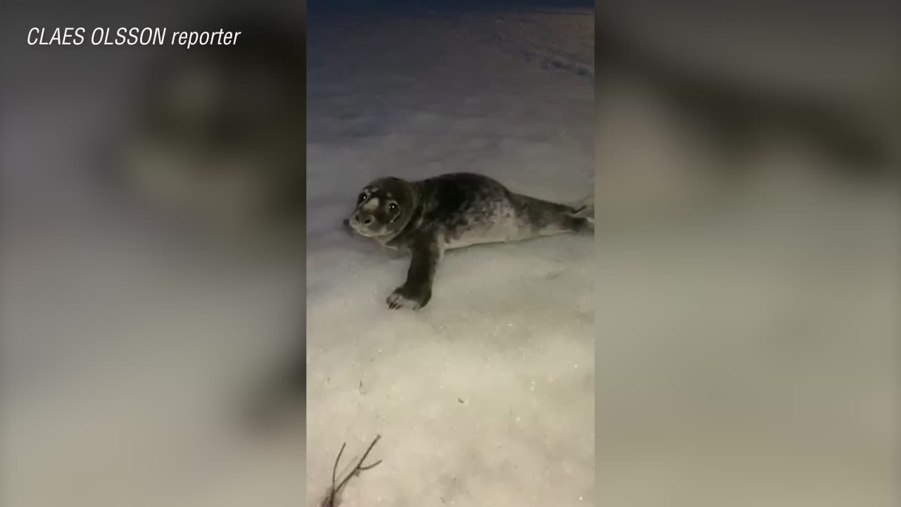Här räddas den vilsna sälkuten av Viktor, 18