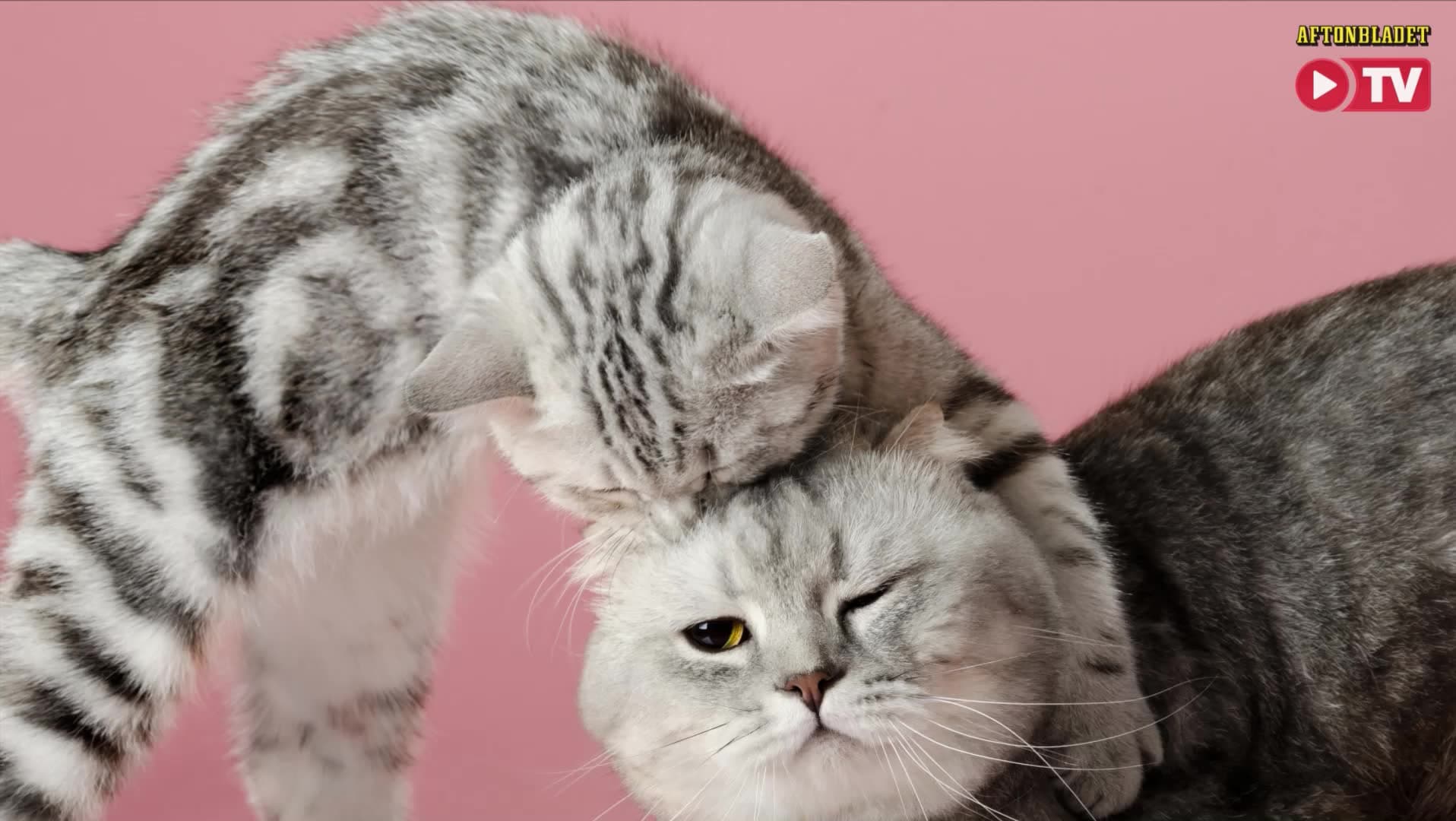 Därför är katter bra för barn