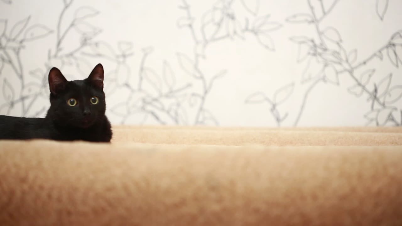 Så vet du om din katt blivit förgiftad