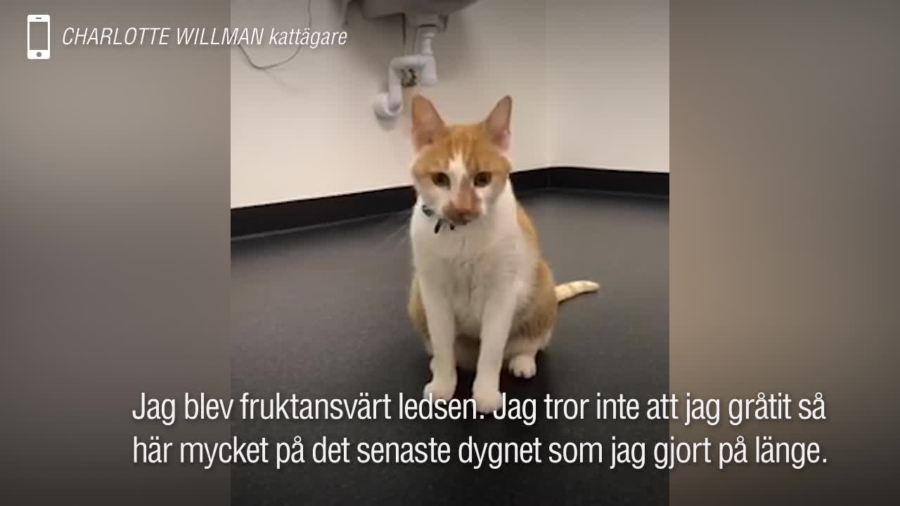 Katten Zlatan sköts med hundra hagelskott