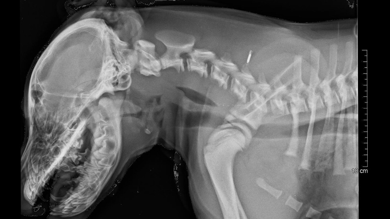 Polisen misstänker: Hundägare slog ihjäl sin valp – åtalas