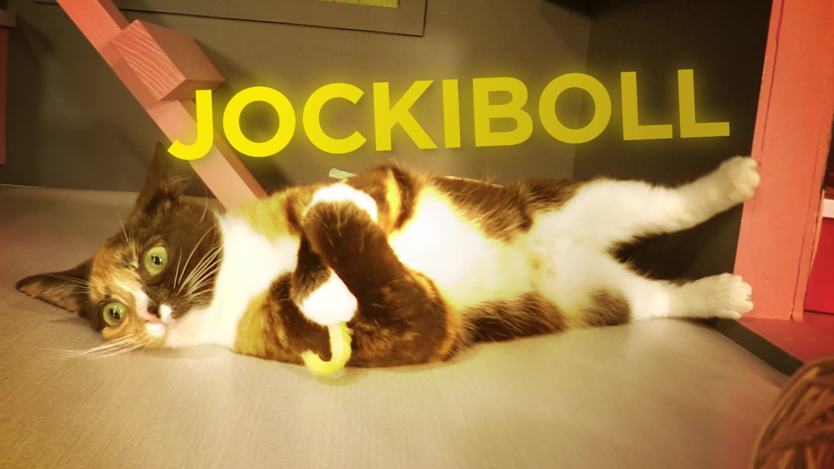 Vill du adoptera Jockiboll?