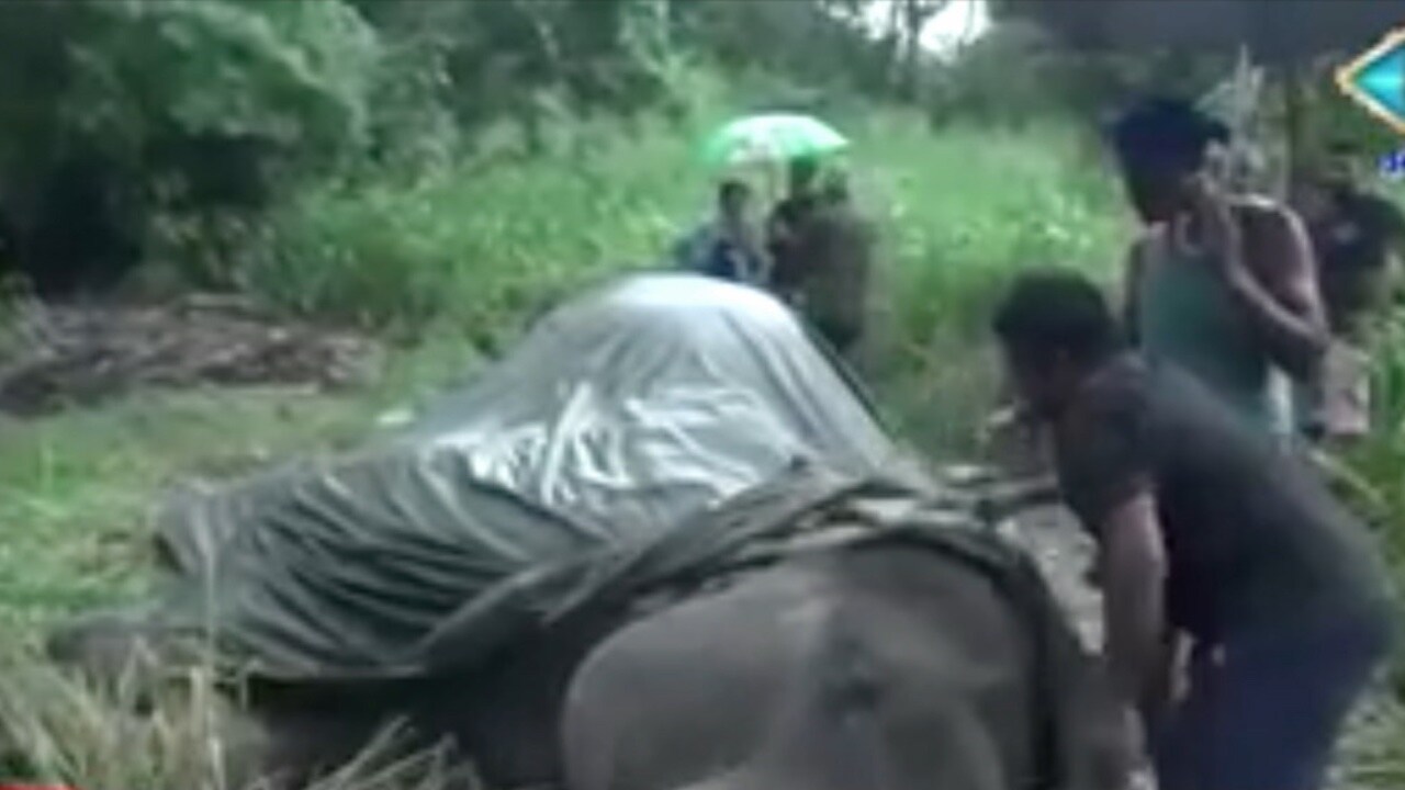 Elefant dog av att bära turister på Sri Lanka