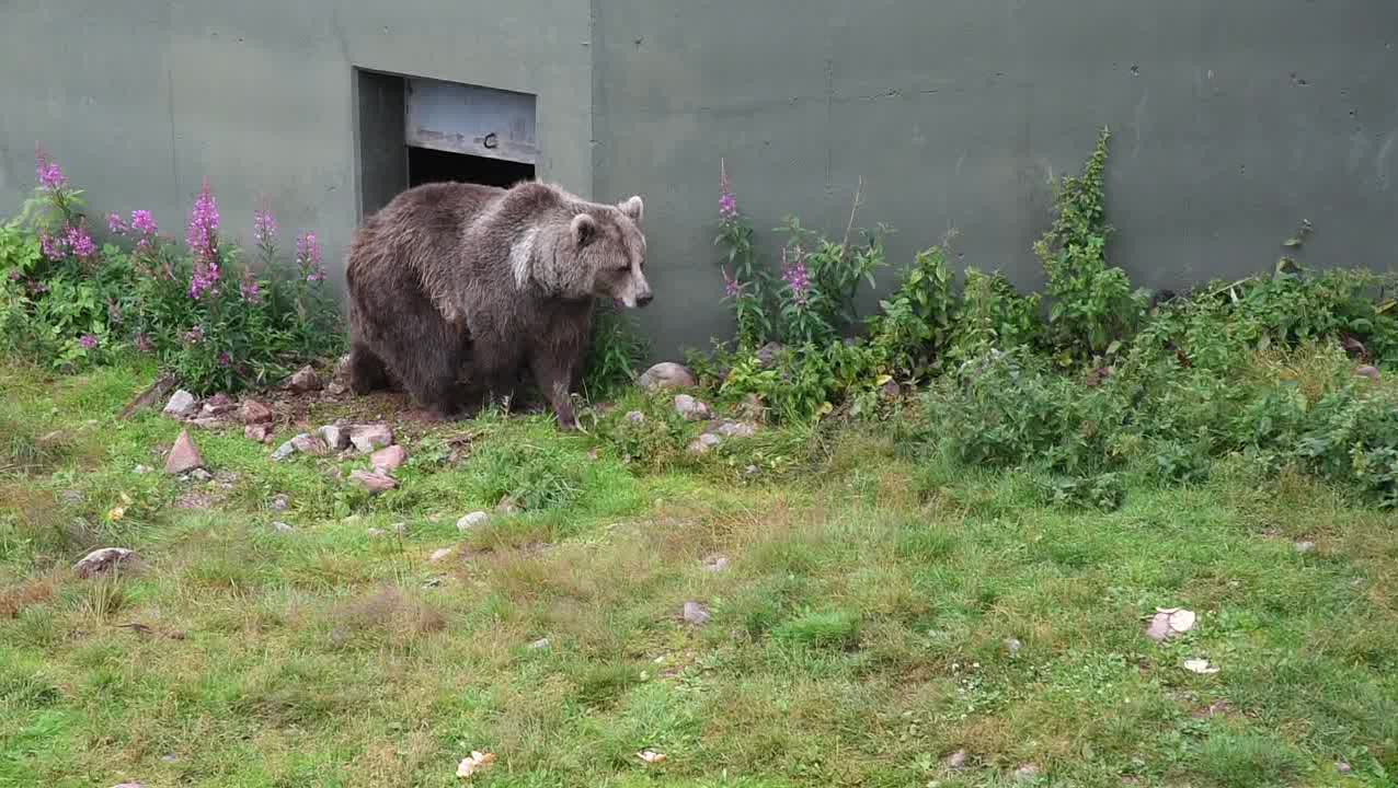 Björnen kan ha tagit sig in genom ett hål