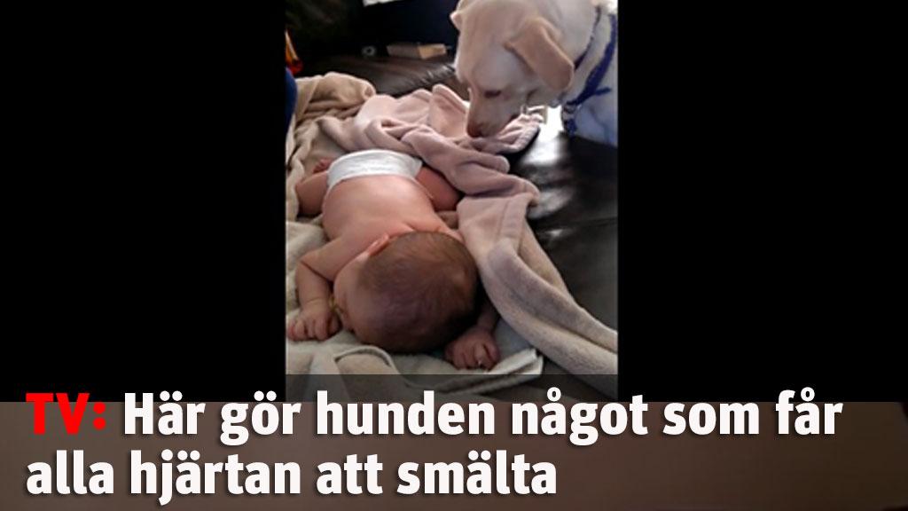 Här gör hunden något som får alla hjärtan att smälta