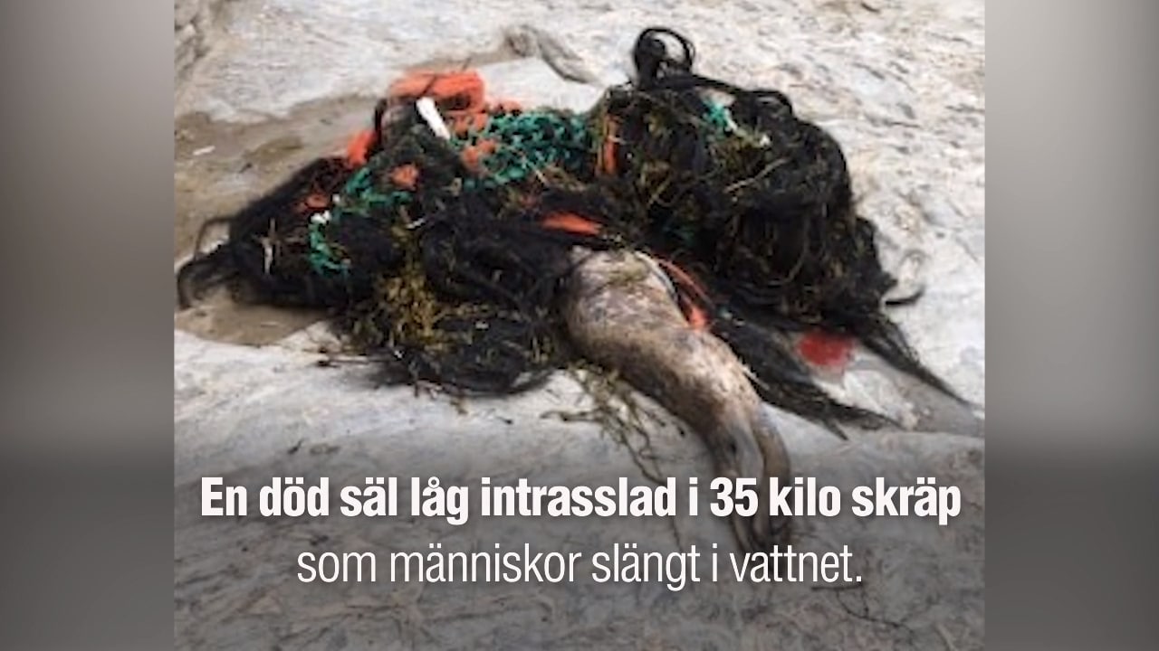 Säl hittad död – låg intrasslad i 35 kilo skräp