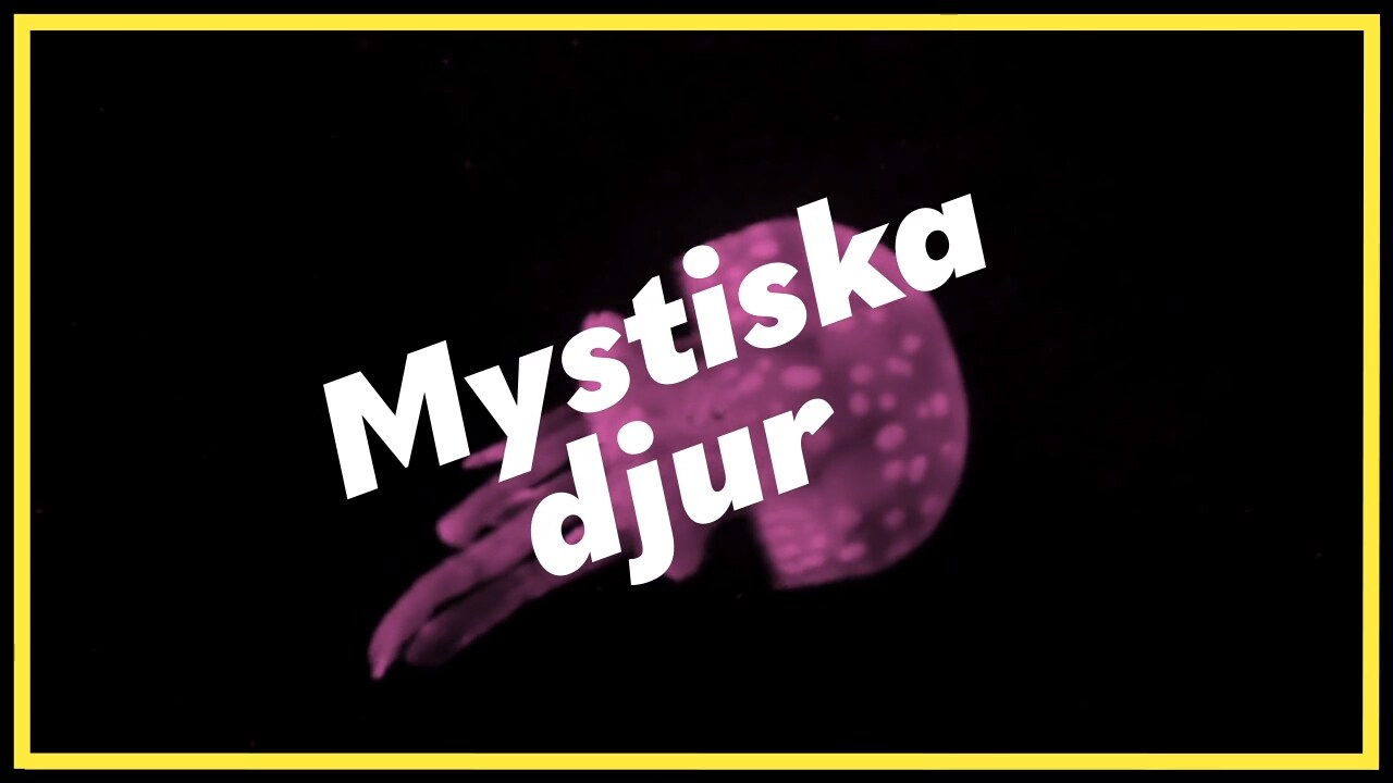 Mystiska Djur: Corona-special