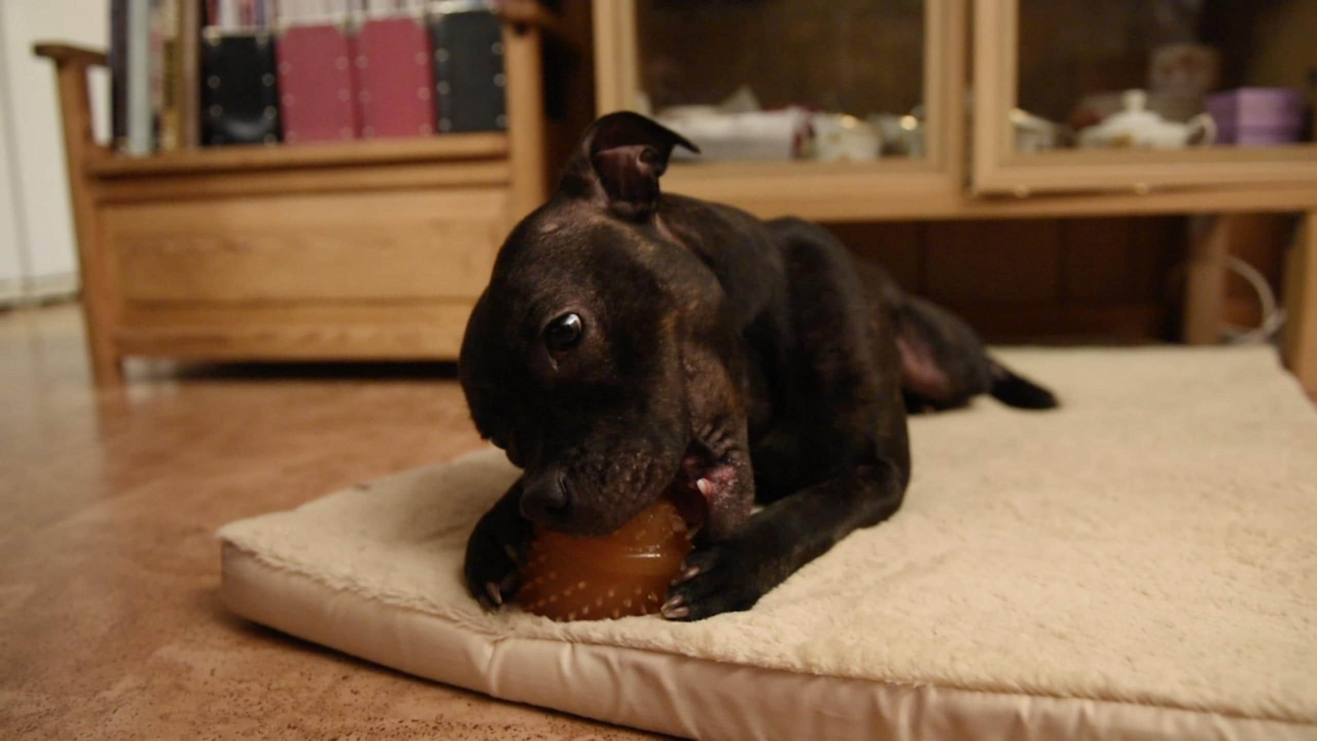 Hjältehunden Agda räddade Isabelle från att drunkna