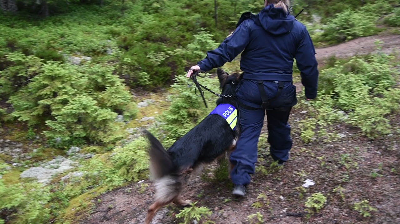 Så räddades försvunna flickan - hundförare blev hjälte
