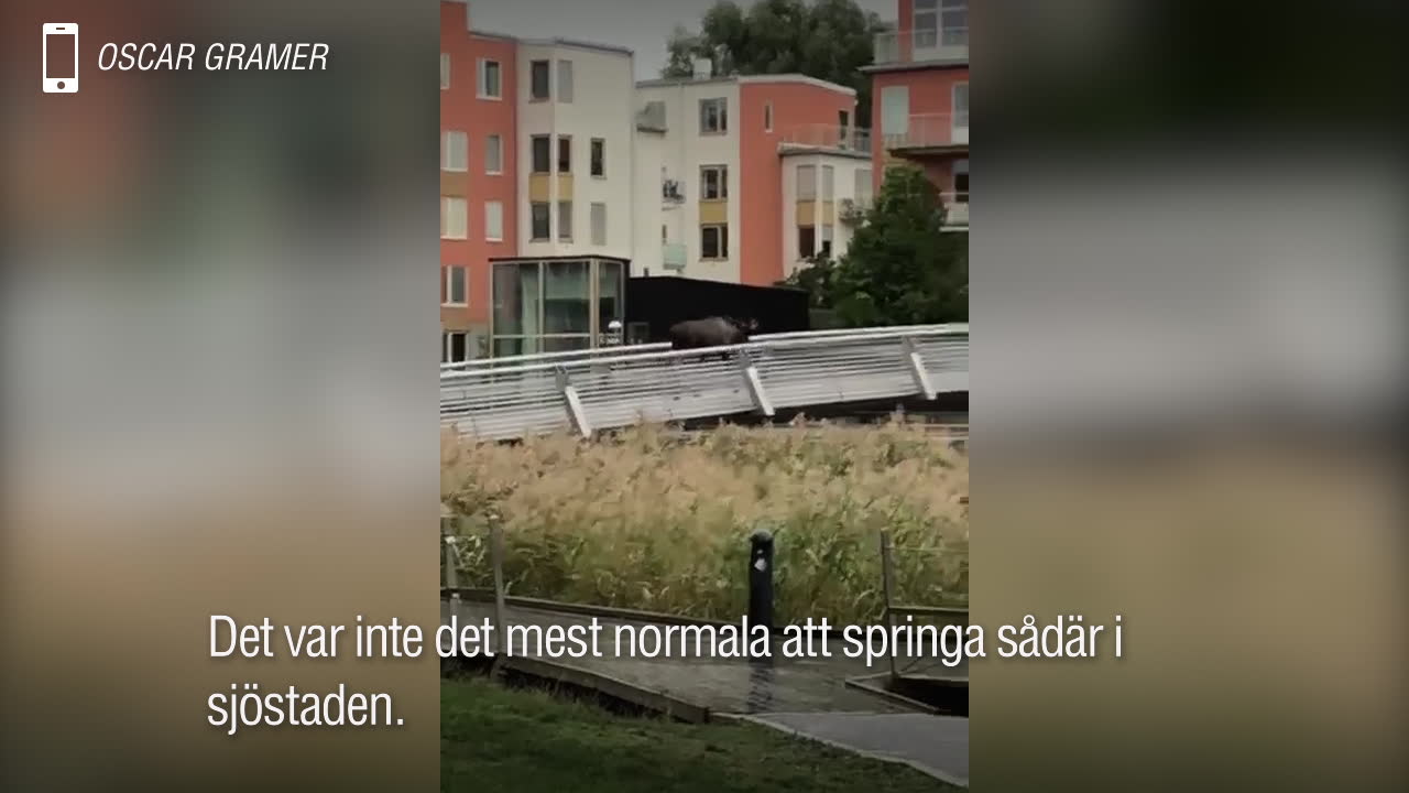 Älgen gick vilse – hamnade i Hammarby sjöstad