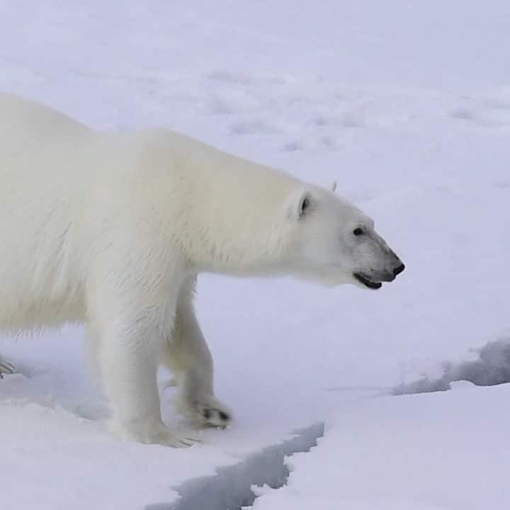 Därför svälter isbjörnarna ihjäl