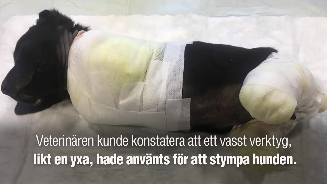 Valp hittad med kapade ben – en man misstänkt