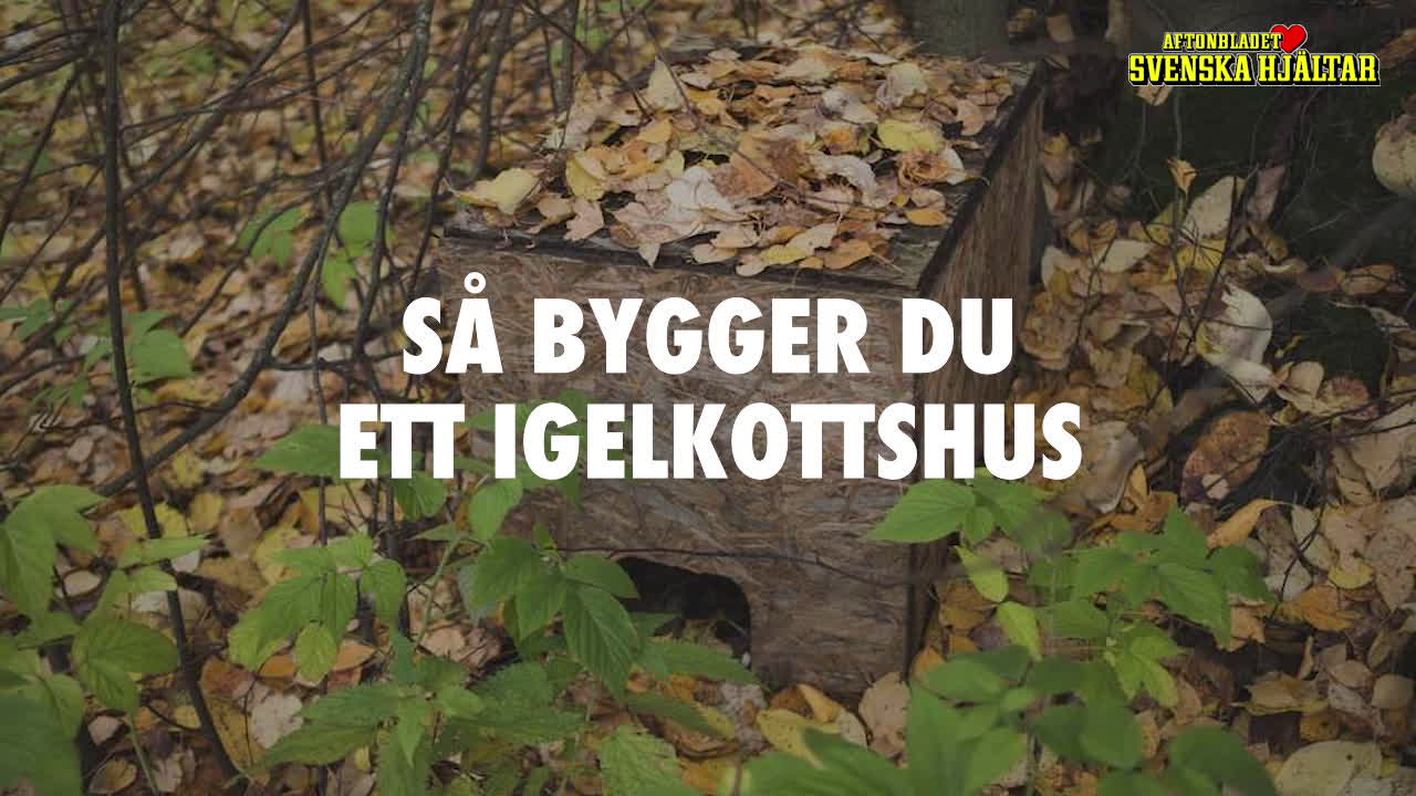 Så bygger du ett hus till igelkottarna