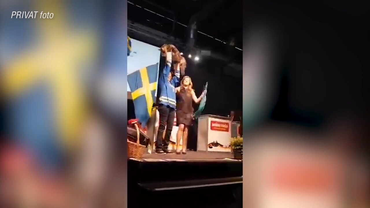 Se när katten Hunden kammar hem priset som världens vackraste katt