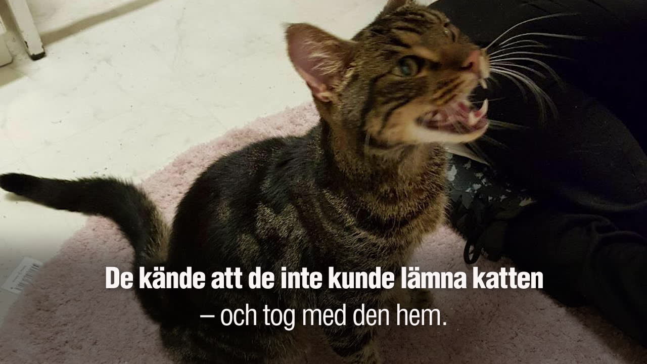 Nina och Patrik räddade Gekås-katten