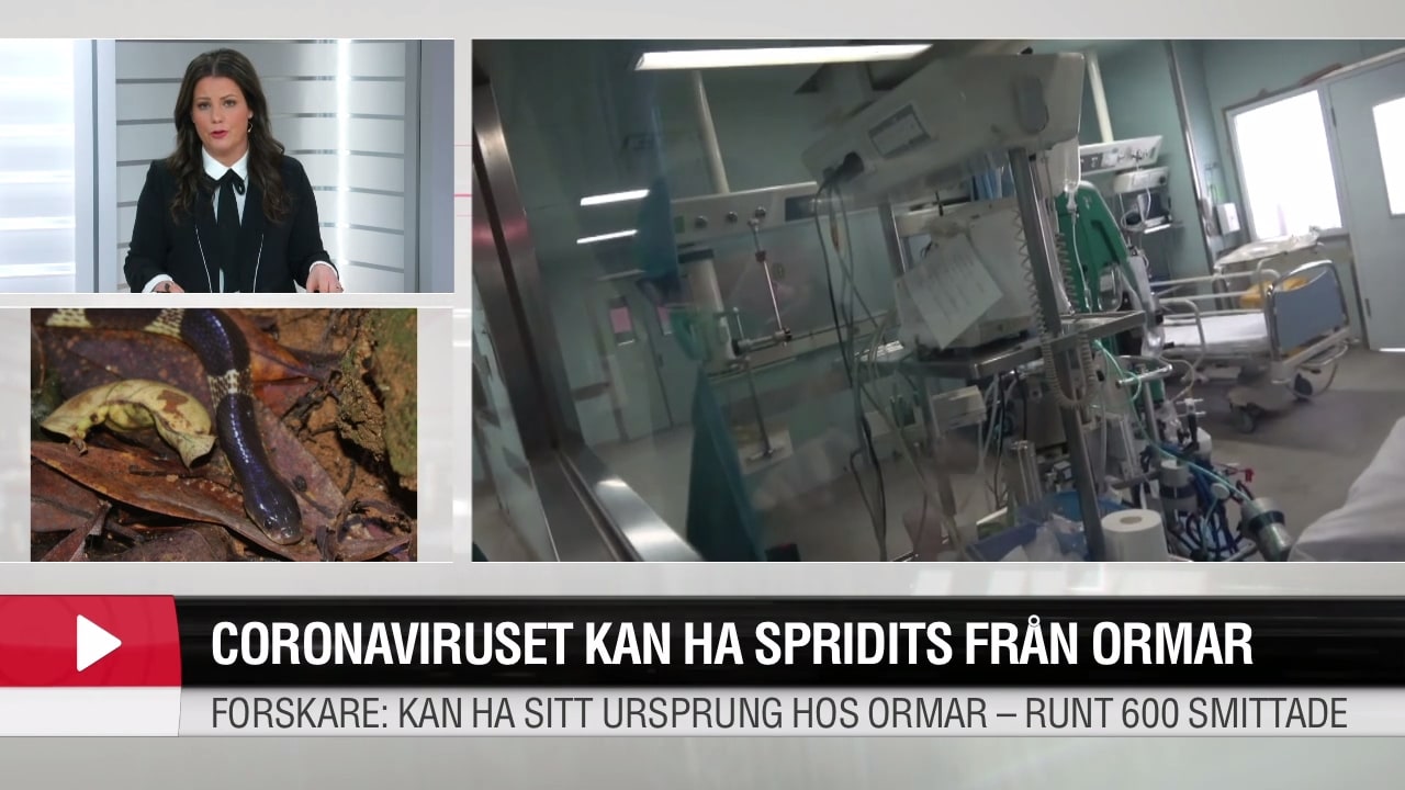 Coronaviruset kan ha spridits från ormar