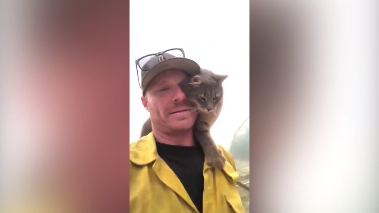 Katten vägrar lämna sin räddare