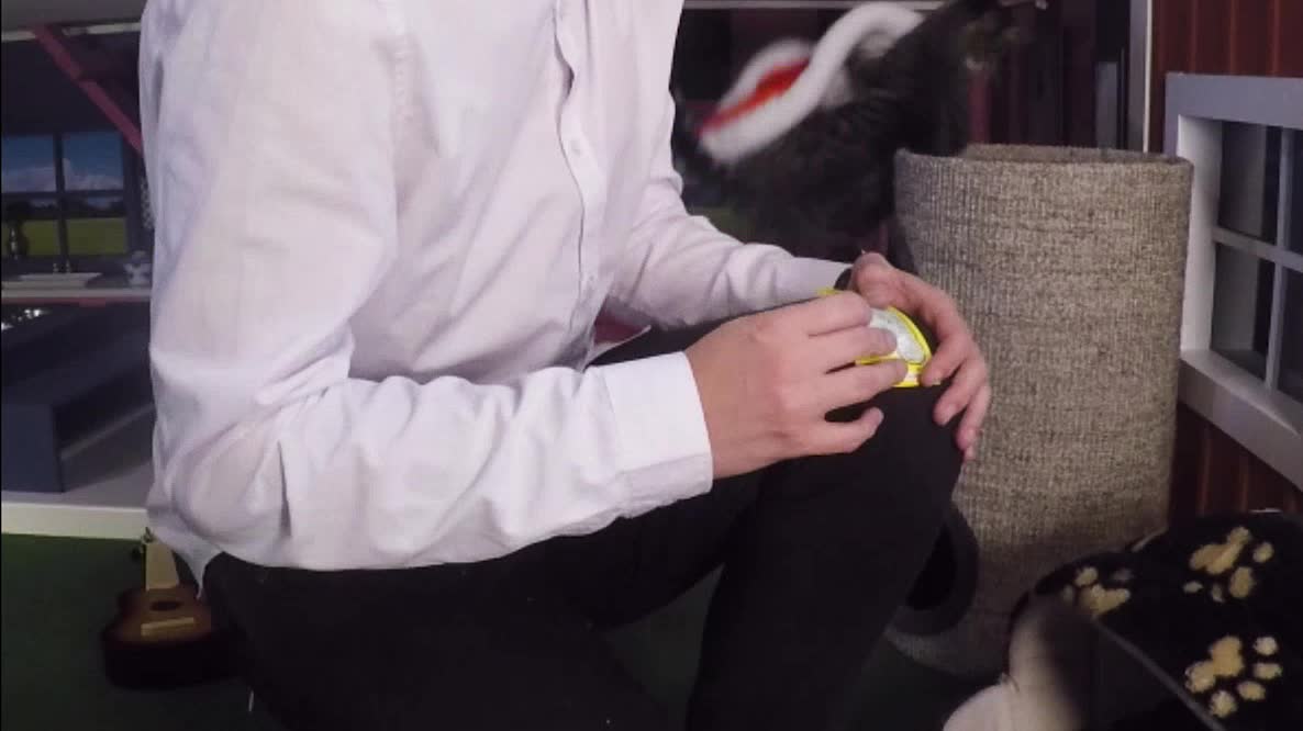 Här ramlar katten ner i sändning