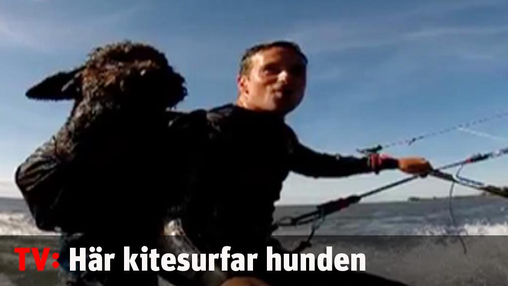 Här kitesurfar hunden