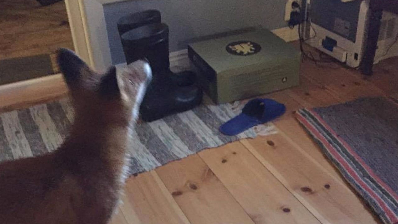 Här kollar räven på tv hemma hos Torvald