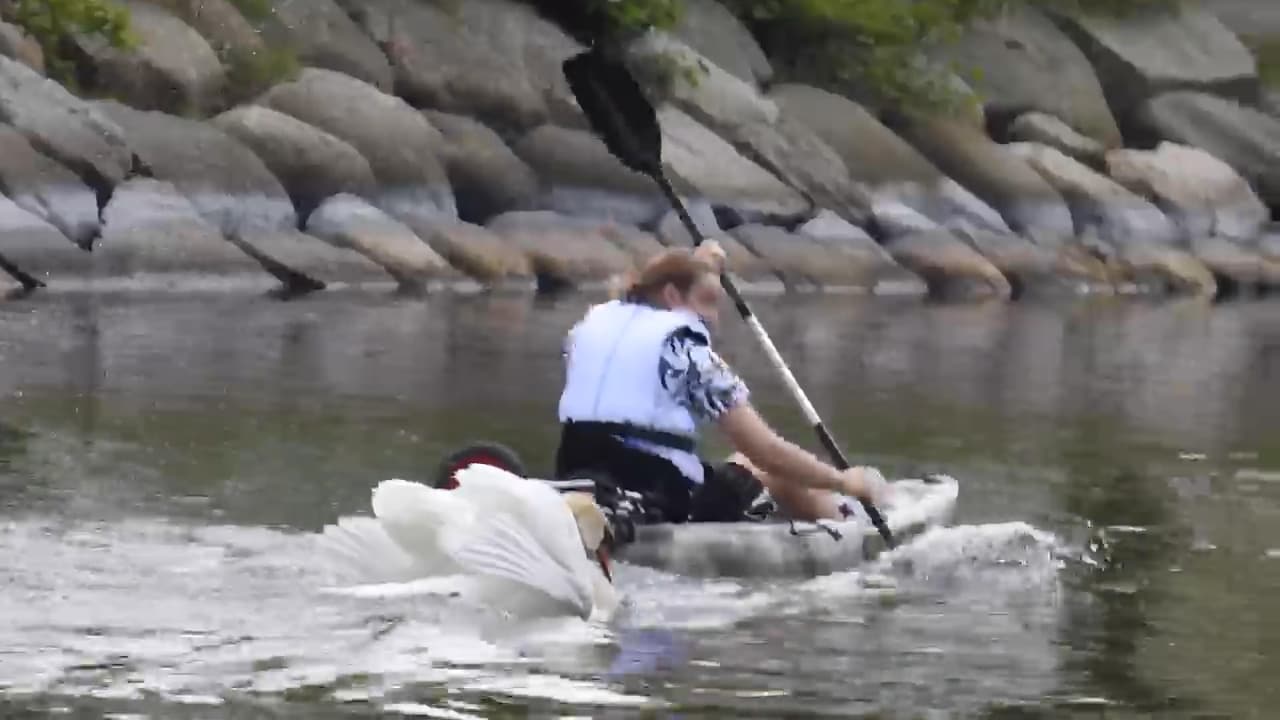 Här jagar svanen kanotisten i Malmö