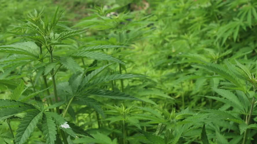 Debatt: Legalisera cannabis?