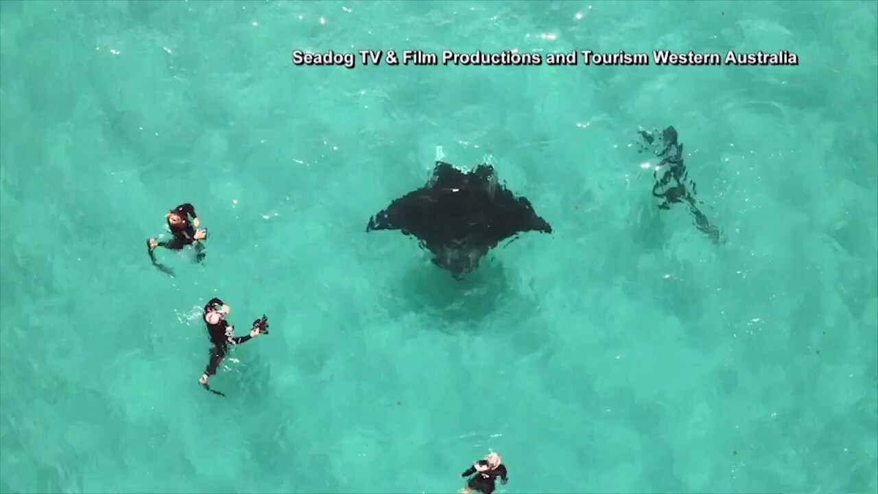 Rockan Freckles fastnade i fiskekrokar – bad dykare om hjälp