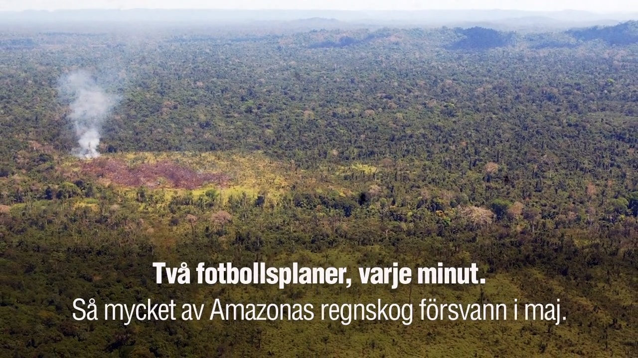 Två fotbollsplaner av Amazonas skövlas – varje minut