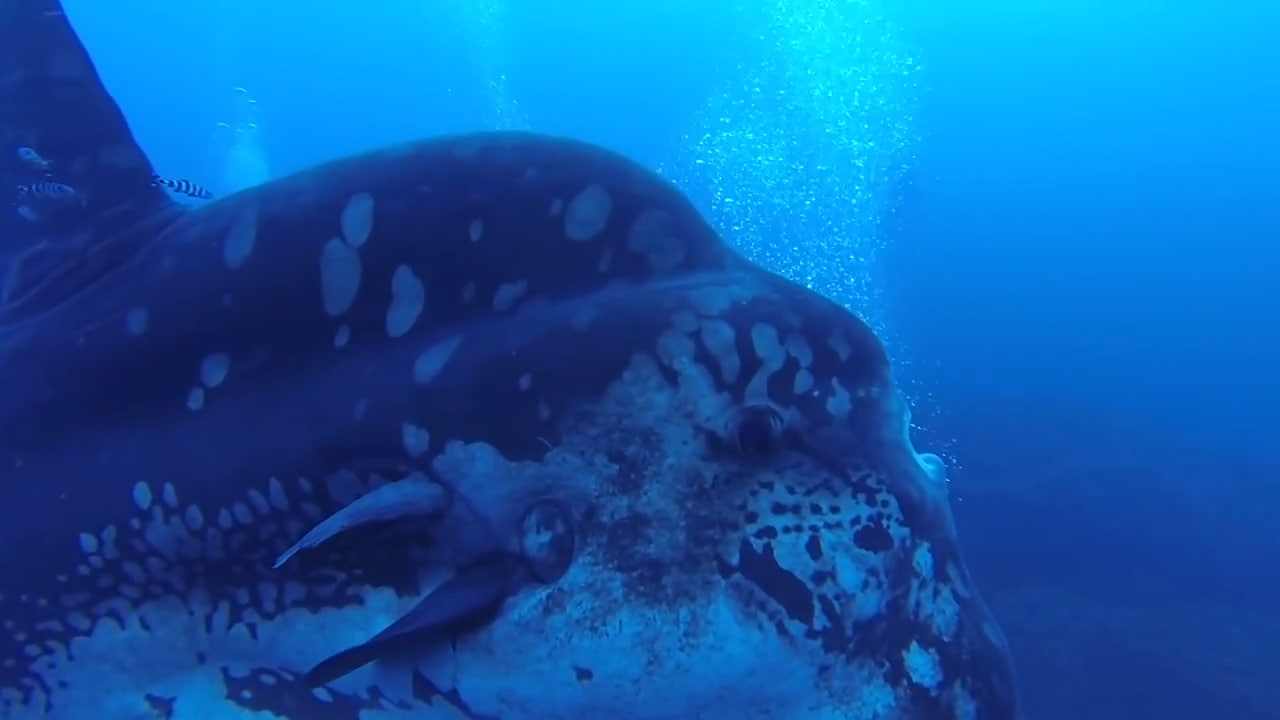 Efter värmeböljan – tropiska klumpfisken hittad i Sverige