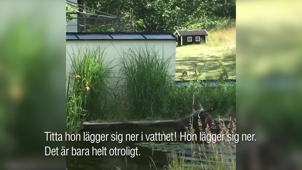 Här svalkar sig älgen – i Rudhes trädgårdsdamm