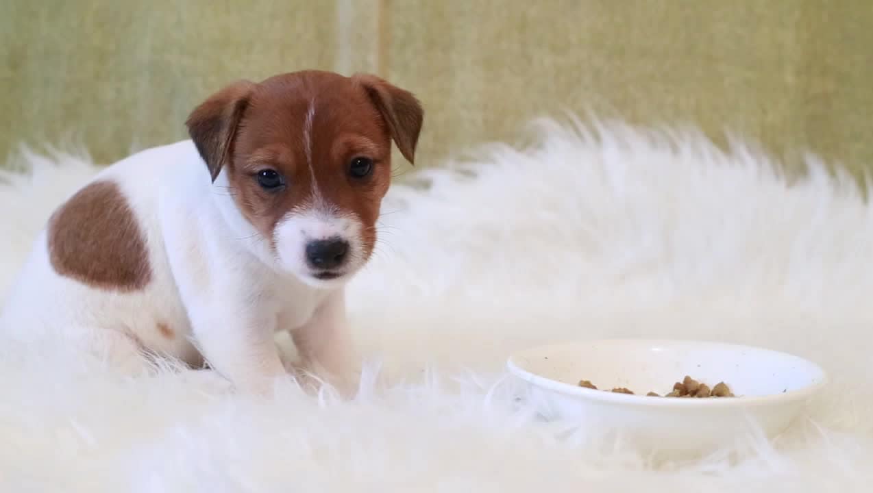 Företaget inför "tasstid" – så att anställda kan ta hand om sina djur